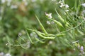 Daikon radish fruits and flowers also known as long white radish. Brassicaceae family flowers.