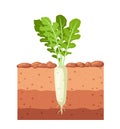 Daikon radish in the garden. Daikon radish growing in the ground. Vector illustration