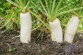 Daikon radish in the garden