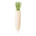Daikon radish with green stem. Horseradish rhizome plant.
