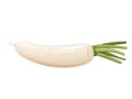 Daikon radish with green stem. Horseradish rhizome plant.