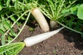 Daikon radish growing in the vegetable garden, close-up Royalty Free Stock Photo