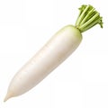 Daikon radish, isolated Royalty Free Stock Photo