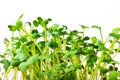 Daikon radish microgreen sprouts isolated on white background. Radish green shoots close up. Homegrown, organic greenery Royalty Free Stock Photo