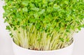 Daikon radish microgreens in white bowl, Japanese radish sprouts Royalty Free Stock Photo