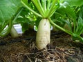 Daikon radish plants