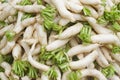 Daikon radish. Raphanus sativus var. Longipinnatus. It also known as white radish, Japanese radish, Chinese radish, winter radish