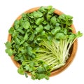 Daikon radish sprouts in wooden bowl over white