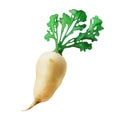 Daikon radish watercolor illustration on white background