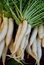 Daikon Radishes