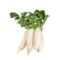 Daikon radishes Royalty Free Stock Photo