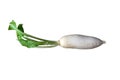 Daikon radishes Royalty Free Stock Photo