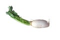 Daikon radishes Royalty Free Stock Photo