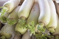 Daikon White Radish Closeup