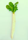 Daikon white radish mooli whiteradish miyashige-radish raphanus sativus var.longipinnatus winter-radish image stock photo