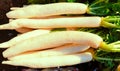 Daikon white radish mooli whiteradish miyashige-radish raphanus sativus var.longipinnatus winter-radish image stock photo