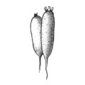 Daikon white radish. Vector sketch