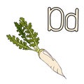 Daikon word in letter D. Cartoon outline of a Chinese radish. Vector outline freehand drawing, sketch, vegetable, black lines,