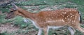 Wildlife, Fallow Deer specimens photographed in Abruzzo.