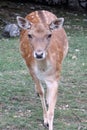 Wildlife, Fallow Deer specimens photographed in Abruzzo.
