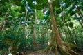 Trees from Daintree Tropical Rainforest in Cairns, Australia Royalty Free Stock Photo