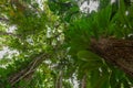 Daintree Rainforest tree tops with eclectic vegetation, Port Douglas, Queensland, Australia Royalty Free Stock Photo