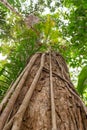 Daintree Rainforest, a Strangular Fig wrapping itself around a tree, Port Douglas, Queensland, Australia Royalty Free Stock Photo