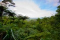 Daintree Tropical Rainforest, Cairns, Australia landscape Royalty Free Stock Photo