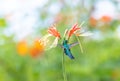 Picturesque photo of a blue hummingbird flying next to an orange lily flower