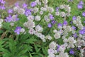 Dainty Blue and White Flowers, England.