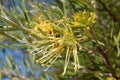 Dainty curled flower of Australian yellow grevilla species attracts honey bees and native birds.