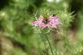 Dainty Delicate Pink Flower Blossom in a Garden