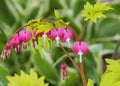 Beautiful Bleeding Heart Flowers In Soft Focus Garden Royalty Free Stock Photo