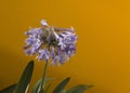 Dainty globular head of blue agapanthus Lily of the Nile Royalty Free Stock Photo