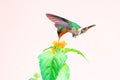Dainty hummingbird feeding on small orange flowers with a light pink background.