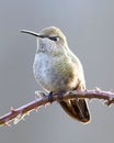 Dainty Hummingbird Perched Bird Iridescent Green