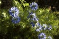 Dainty Nigella sativa flowe Love-in-a-mist, summer herb plant with different shades of blue flowers on small green shrub