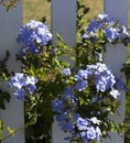 Dainty pale blue flowers of plumbago Royalty Free Stock Photo