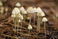 Dainty pale white inedible mushrooms close up