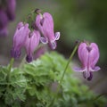 Dainty Pink Columbine Flowers