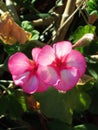 Dainty Pink Geranium Flower Royalty Free Stock Photo