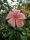 Dainty pink Hibisicus beautifu flowers