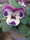 A monkey looking face of a viola