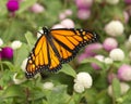 Dainty, striking Monarch butterfly with wings spread wide in a garden in New Jersey Royalty Free Stock Photo