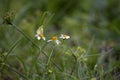 Dainty Sulfur Butterfly on Spanish Needle Weed