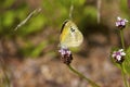 Dainty Sulphur Butterfly    708832 Royalty Free Stock Photo