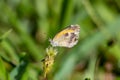 Dainty sulphur Nathalis iole butterfly, small, closeup - Pembroke Pines, Florida, USA