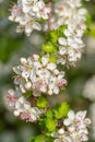 The dainty white blossoms of crataegus marshallii Royalty Free Stock Photo