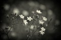 Dainty White Flowers