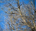 Dainty white plumed Honeyeater Lichenostomus penicillatus Royalty Free Stock Photo